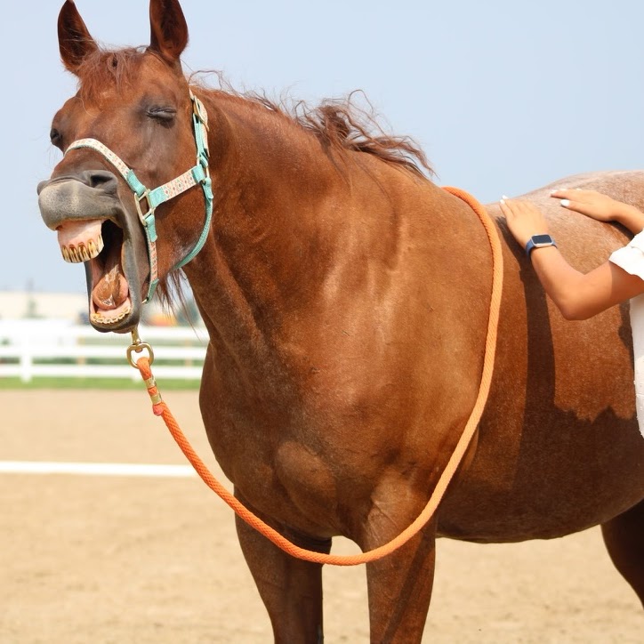 Equine massage