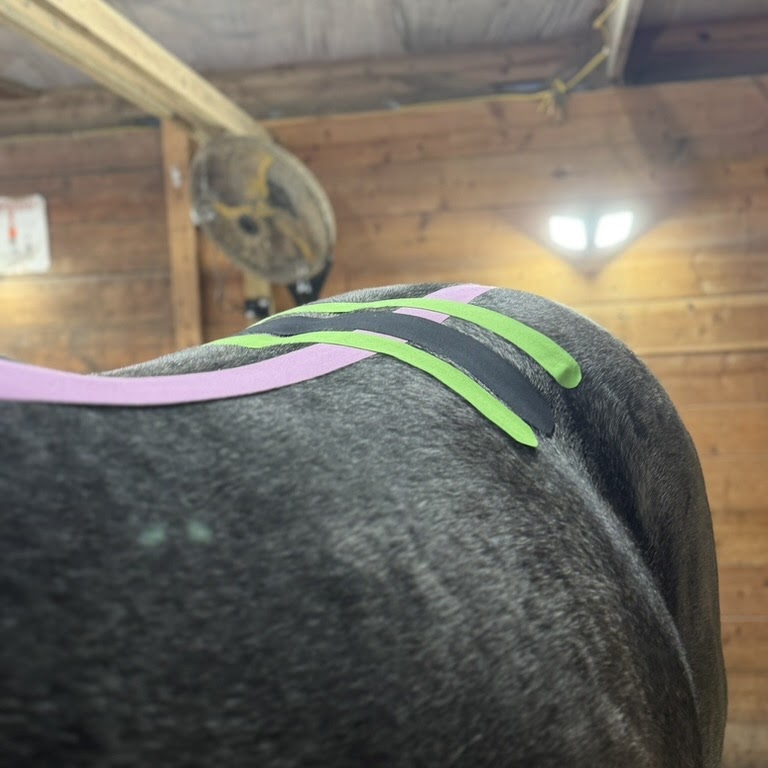 Equine kinesiology taping