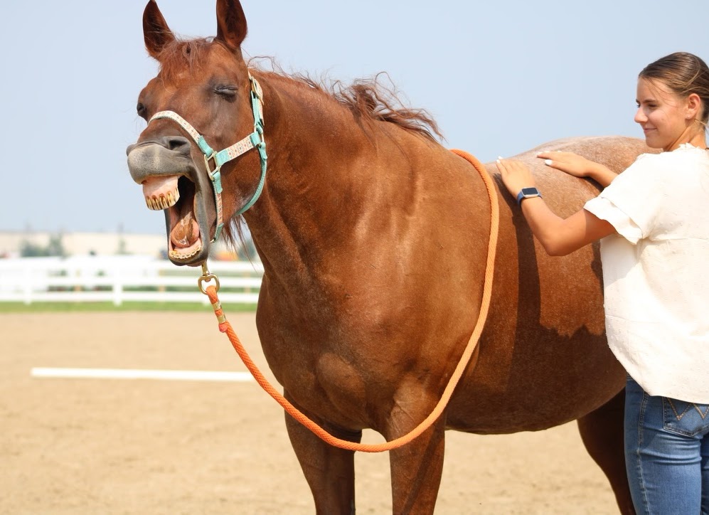 Juliet with a horse outdoors
