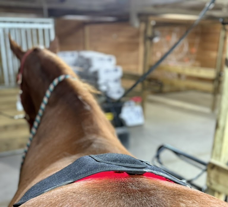 Horse portrait