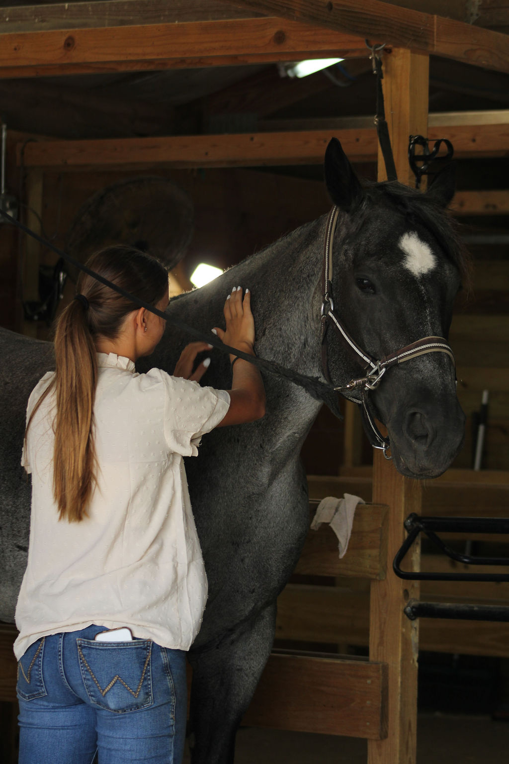 Equine massage session